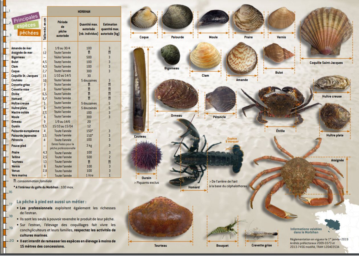 reglementation peche a pied