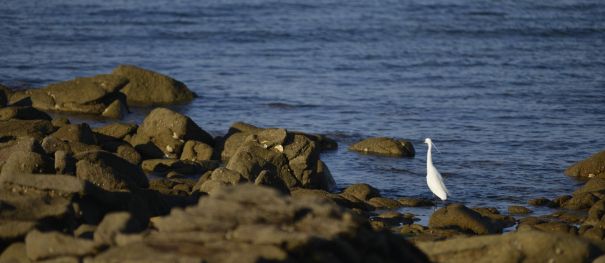 Sorties nature entre marais, étoiles et océan